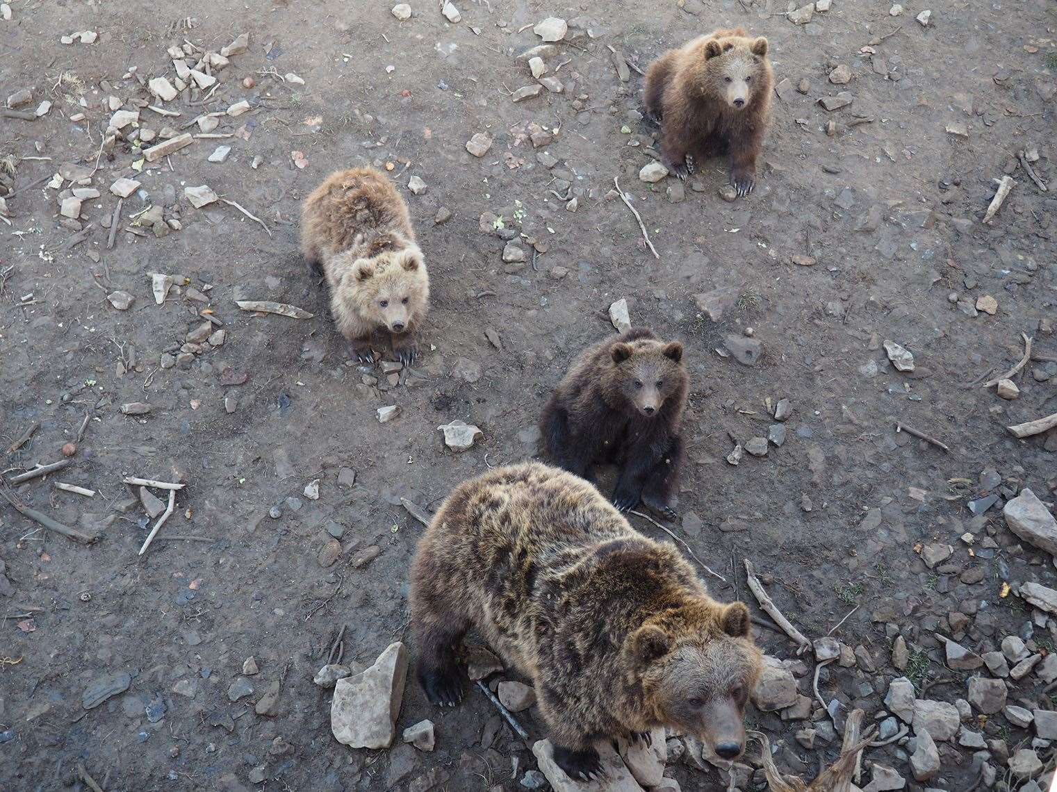 A family of bears will also come to live in Kent