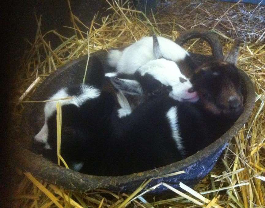 Check out the pygmy goats at the Rare Breeds Centre