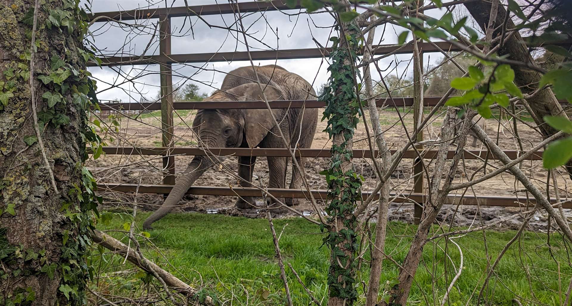 One of the African elephants reaches out for some of the vegetation alongside its paddock