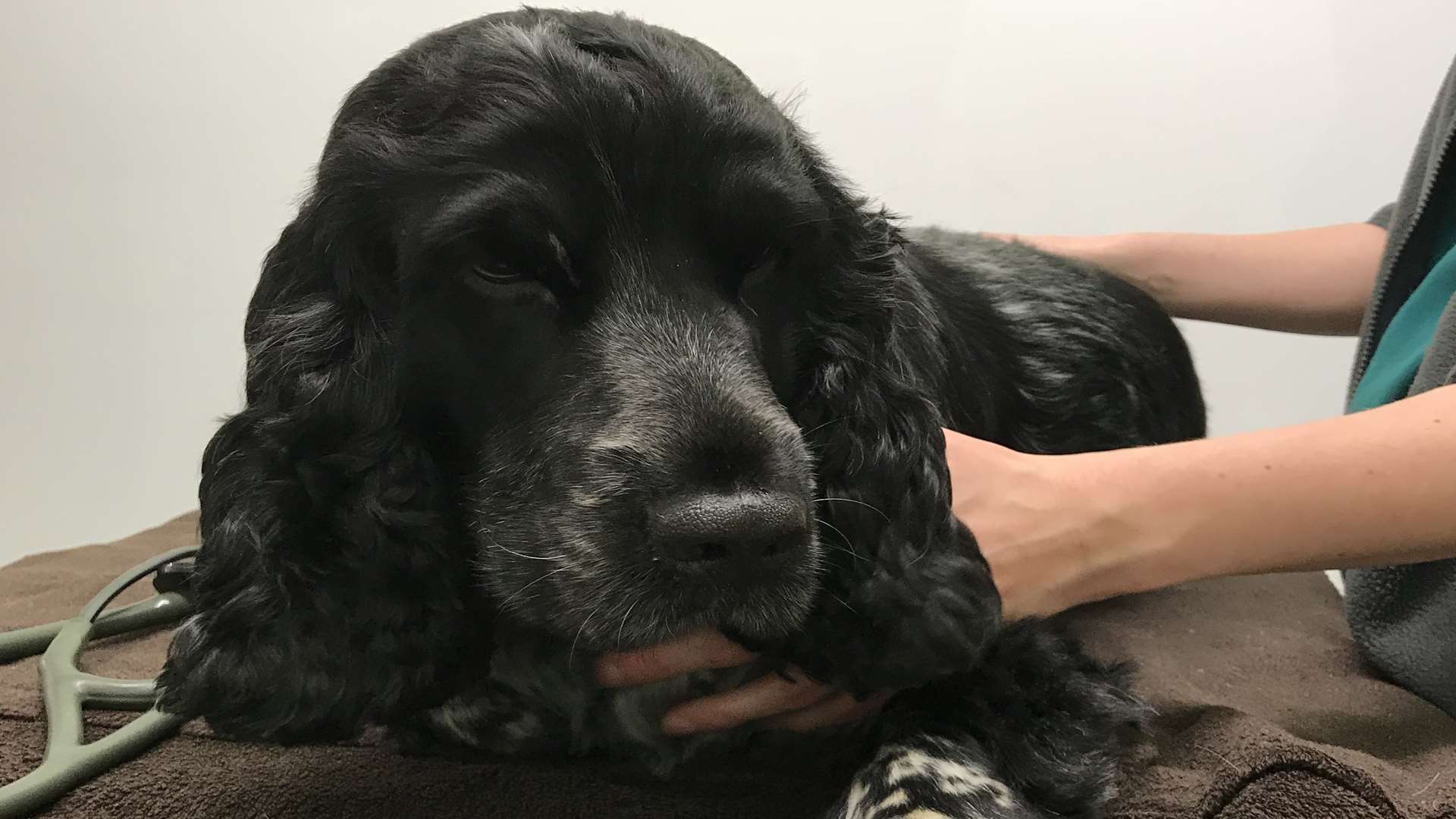 Benji at the vets.