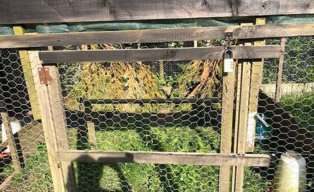 There was plenty of vegetation placed at the back of this cage and the birds took advantage of it by hiding themselves away