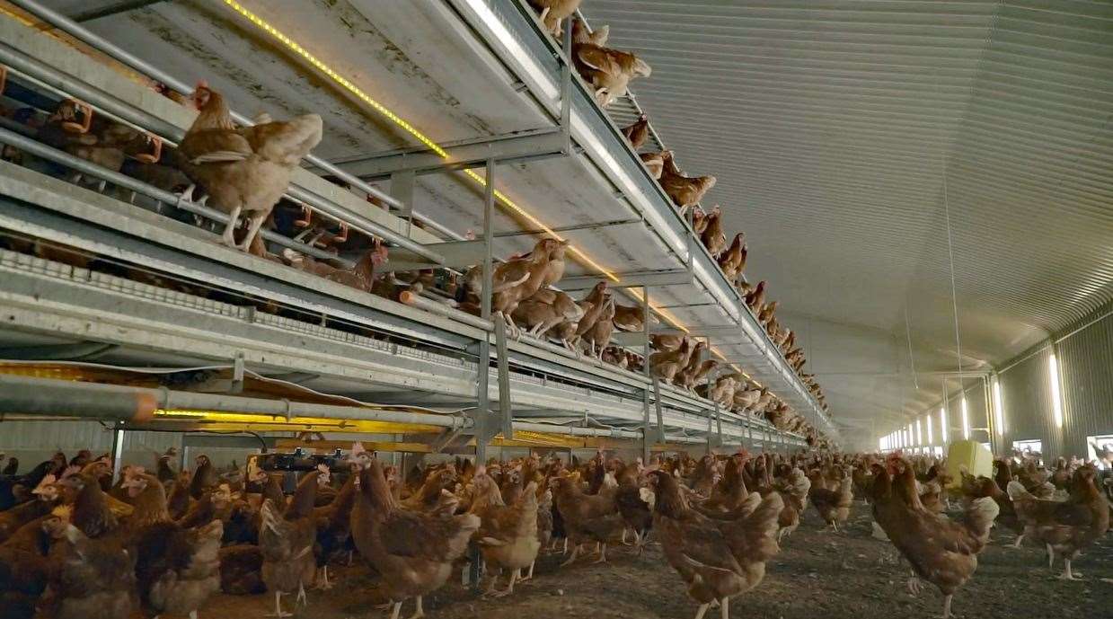 Hens at a free-range Fridays Ltd egg farm. Picture: Fridays Ltd