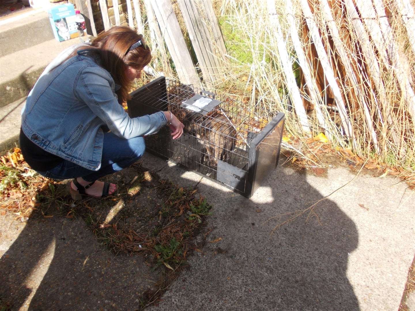 Council workers were able to trap her. Picture: Mick Jones