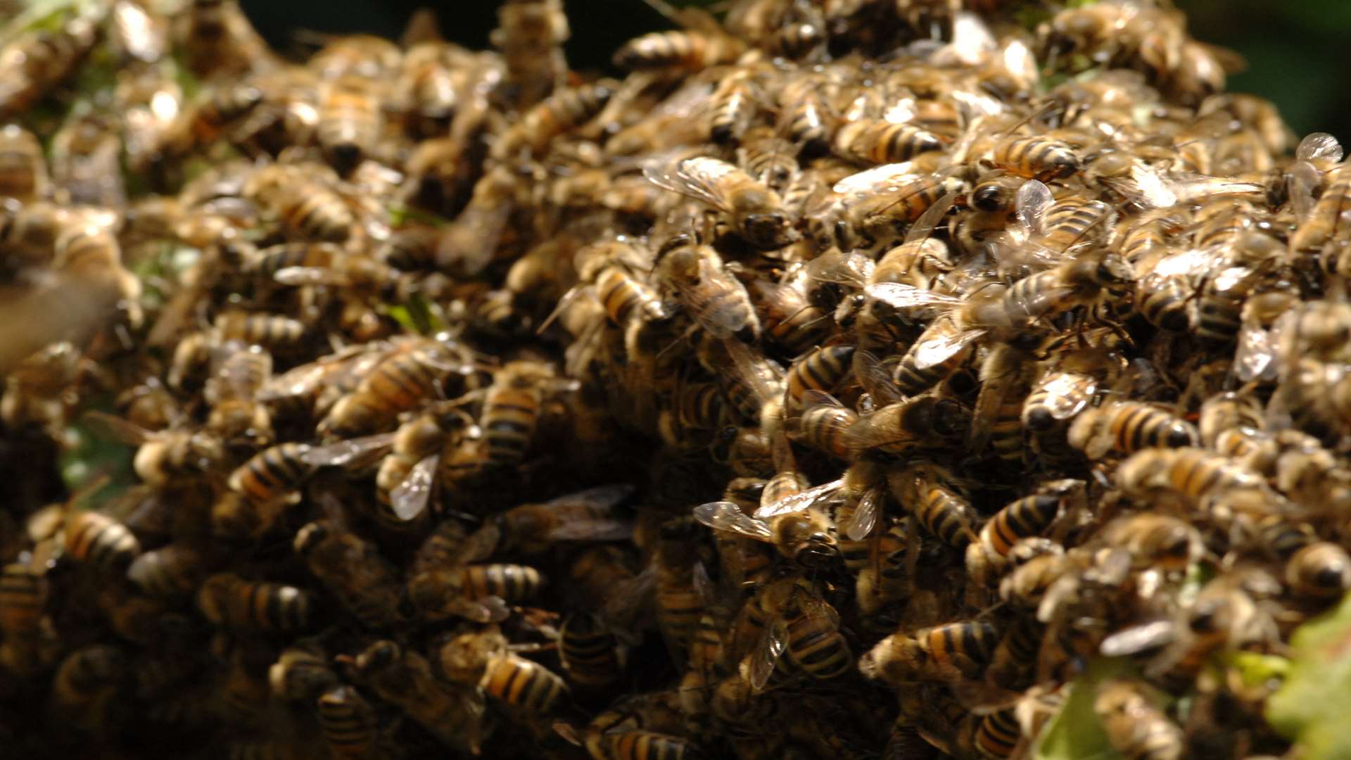 A swarm of bees. Library image.