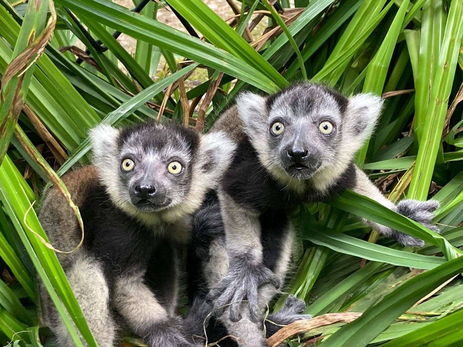 The newborn Lemurs at Port Lympne