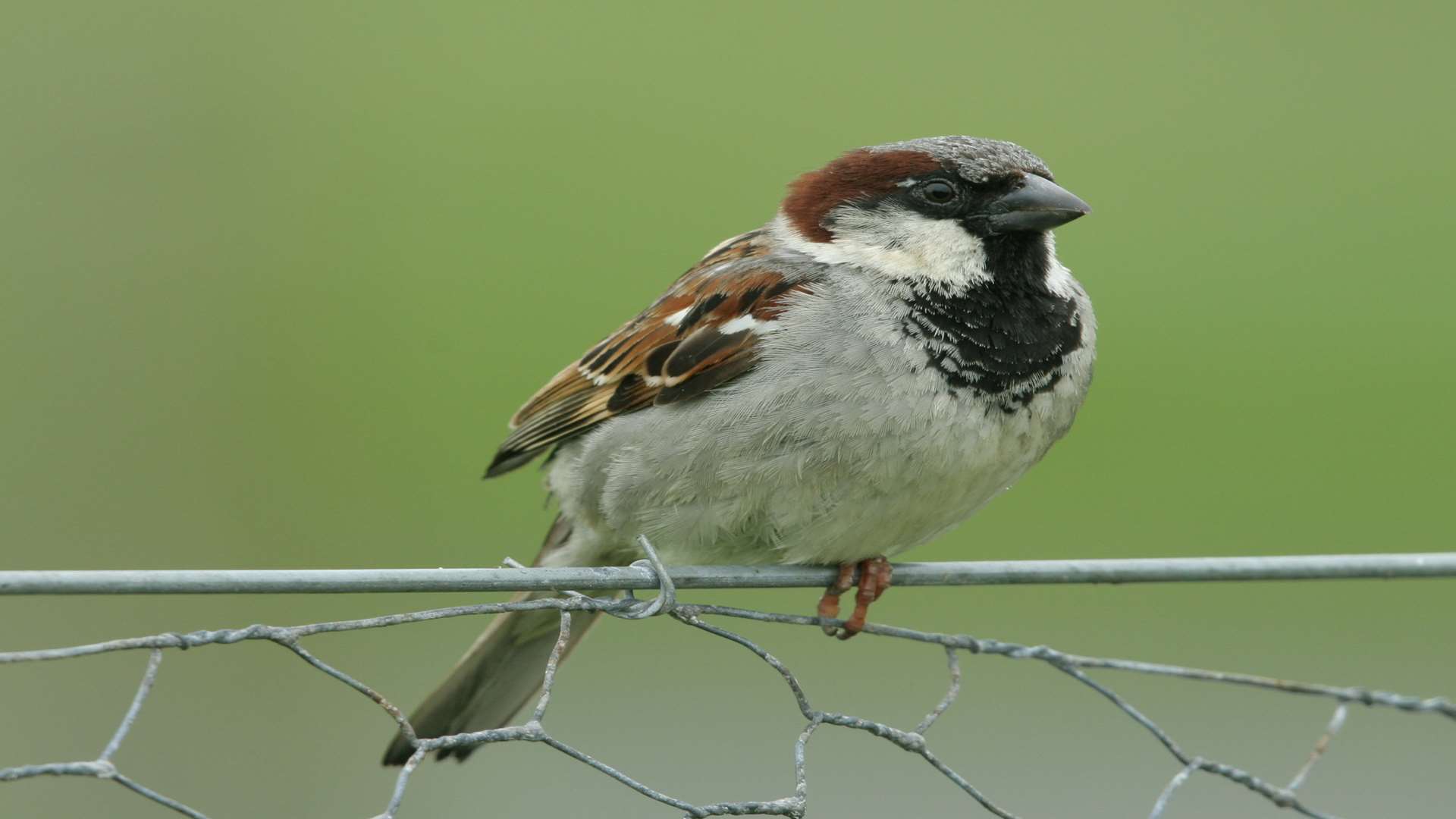 House Sparrow