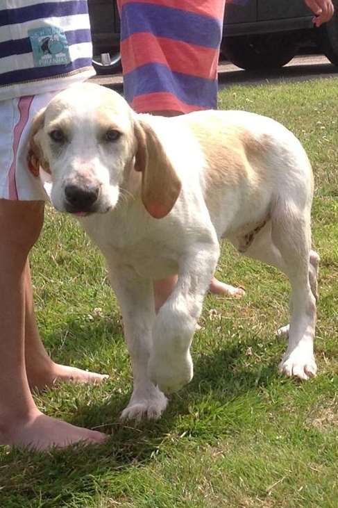 Hound puppy Stroller who is still missing after being stolen from Bedlam Lane, Egerton