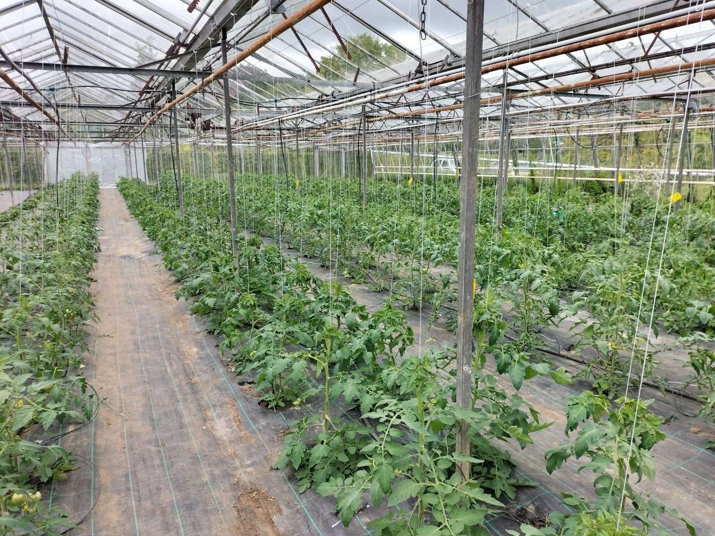 The tomatoes are coming along nicely at the Walmestone Nursery