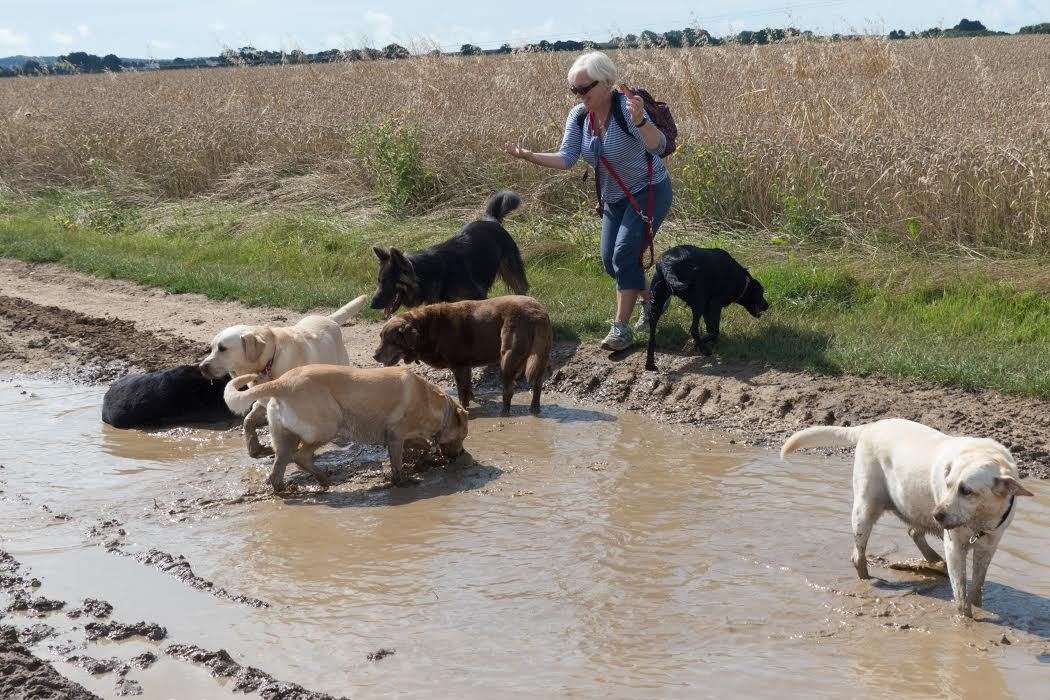 Jan Wheller out with the dogs in Betteshanger. Picture: Steve Franks