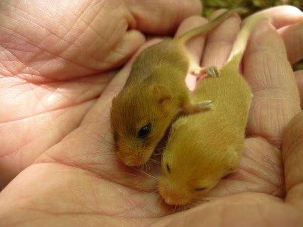 Baby dormice (9853015)