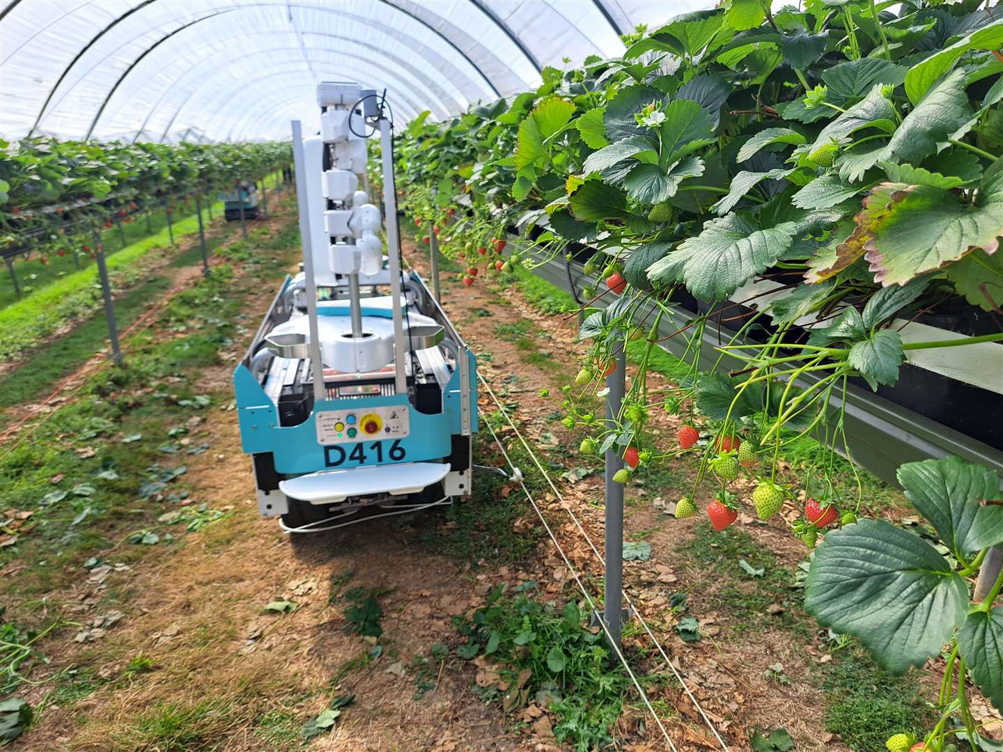 The robots are guided along the polytunnels by strings underneath the crops