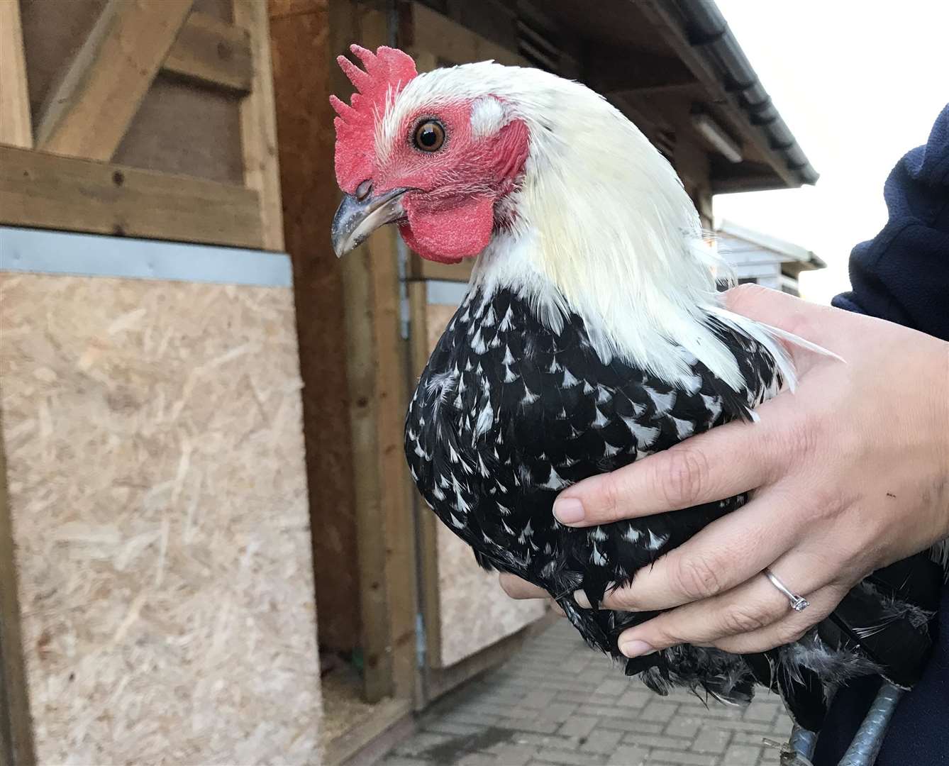 The escaped birds were difficult to catch in October