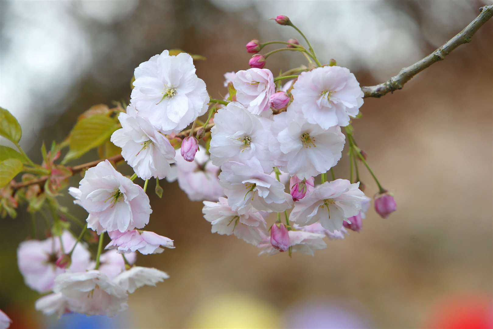 The UK is experiencing a notably late spring, say gardening experts