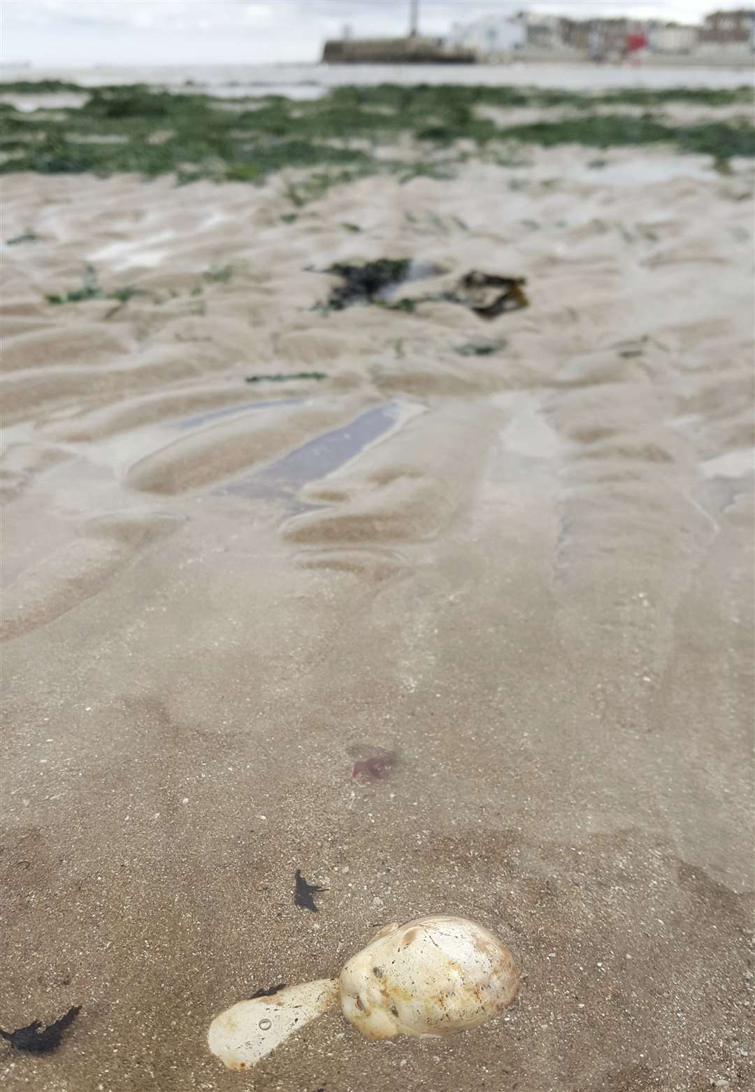 You really never know what you might come across on the beach... Picture: Frank Leppard