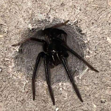 The green-fanged tube web spider living in the Lewis family's garden in London Road, Maidstone. Picture: Amber Lewis