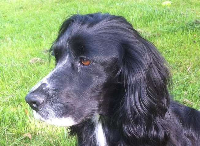 Cocker spaniel Peggy was discovered 50 miles from home