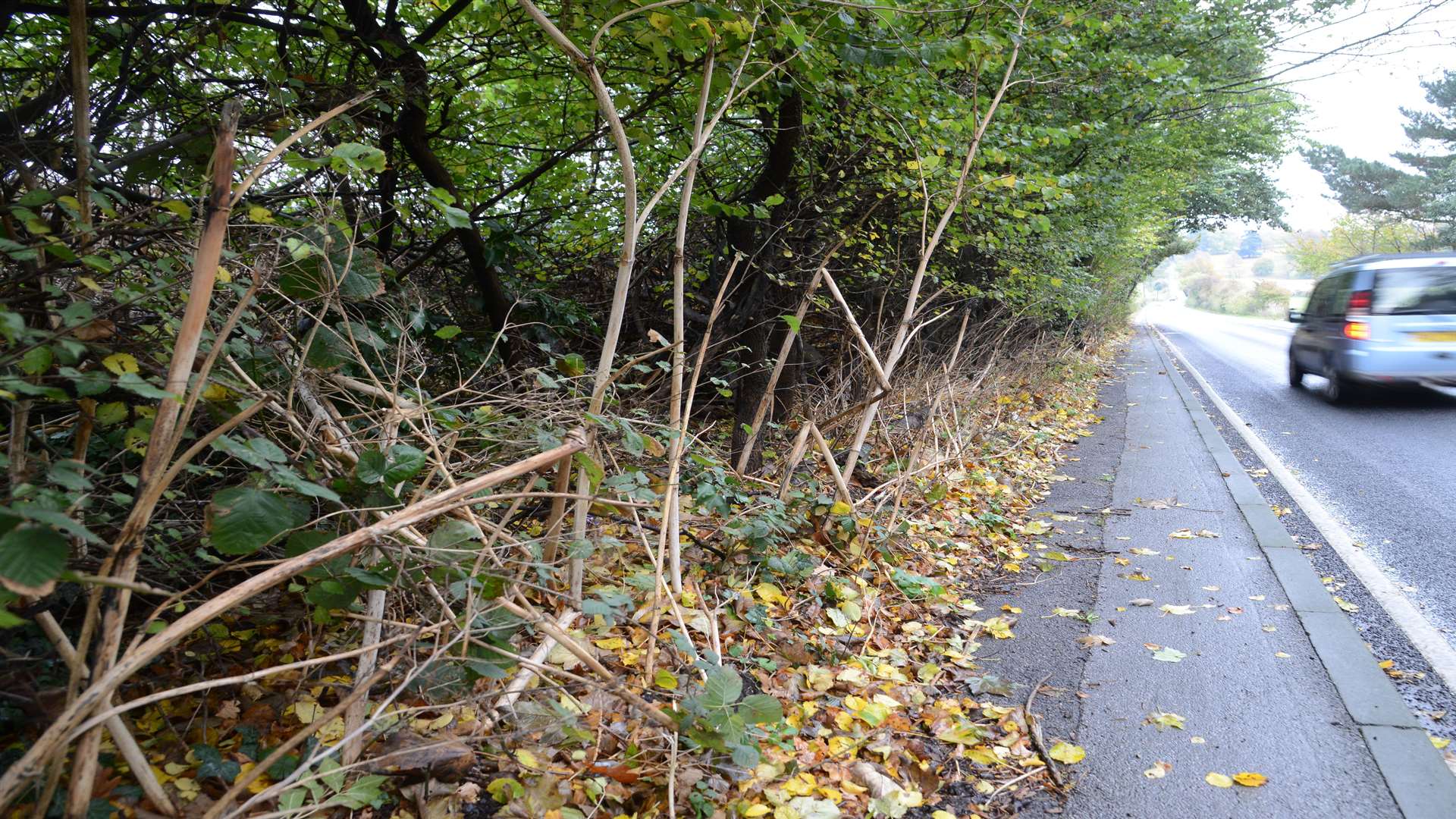 The roadside ditch where Mrs Manfredini was found