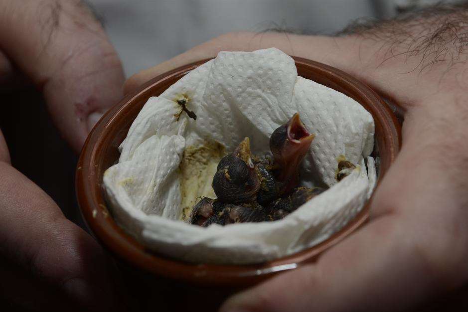 The baby robins which were disturbed during hedge cutting