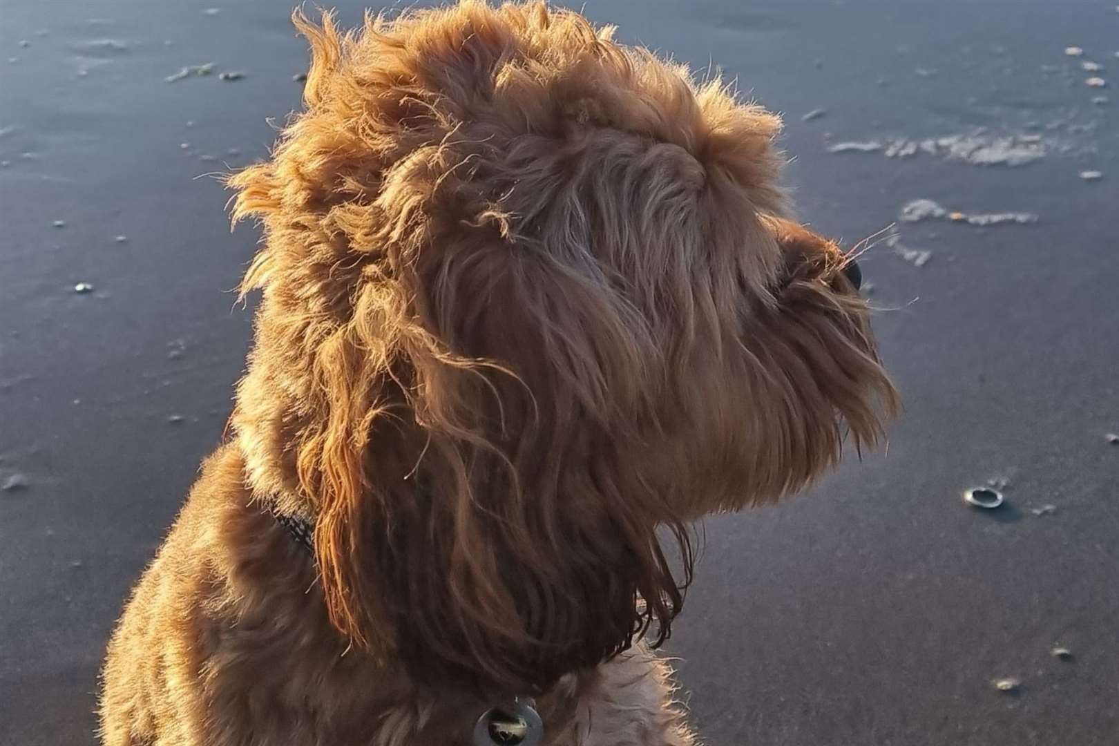 A picture Emily Wolstenholme took of her dog Alan with her husband's ring in the background. Picture: Emily Wolstenholme