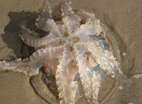 The large jellyfish looks as though it is sprawled over a rock