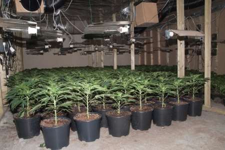 Cannabis farm