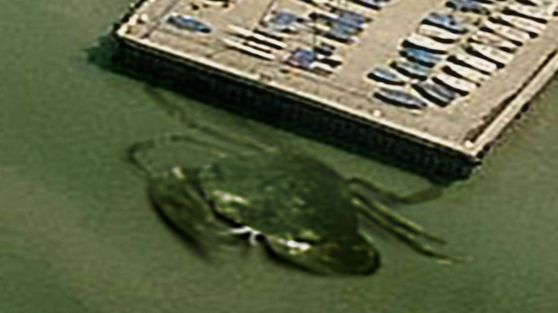 Crabzilla was spotted lurking beneath the water off Whitstable