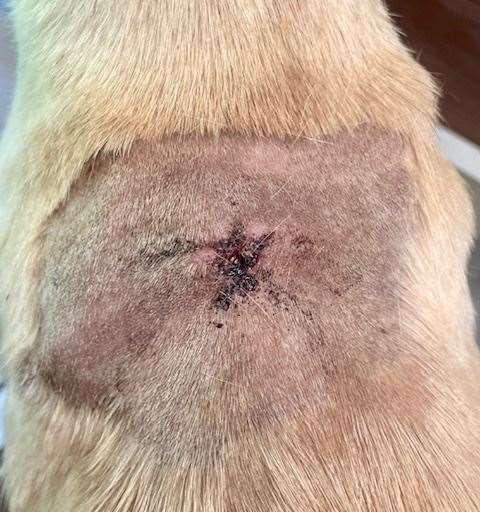 A vet had to repair the wound after someone hacked out the identification chip from the dog they abandoned