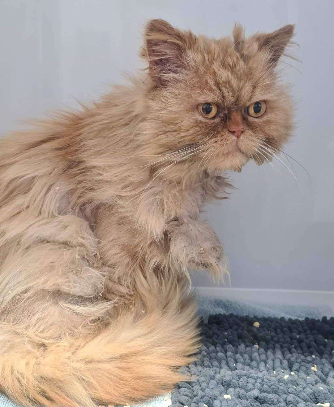 A cat found dumped by Animals Lost and Found in Kent. Photo credit: Natasha McPhee