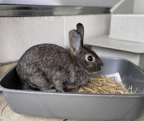 Fern was left behind when her owners moved away. Photo: RSPCA Leybourne