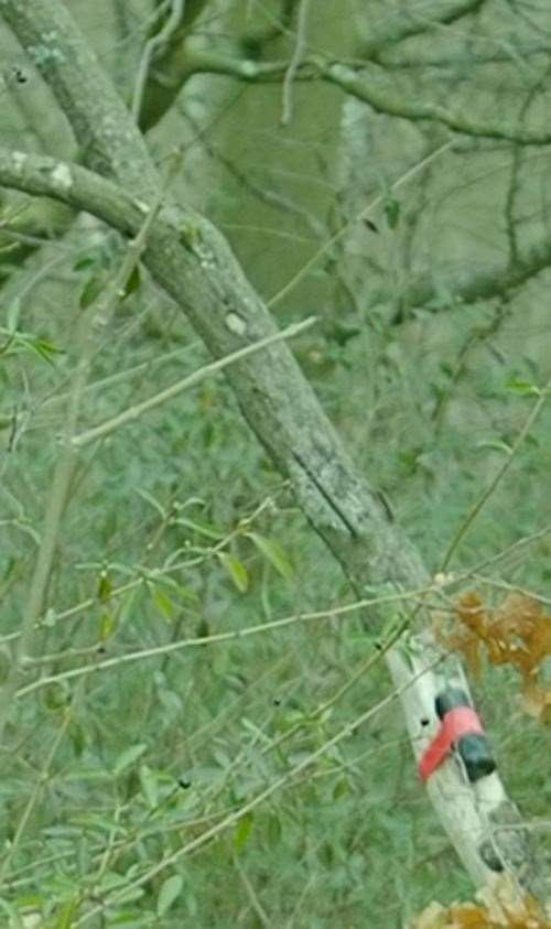 An item taped to a tree which was later detonated by Matthew Haydon (Bedfordshire Police/PA)