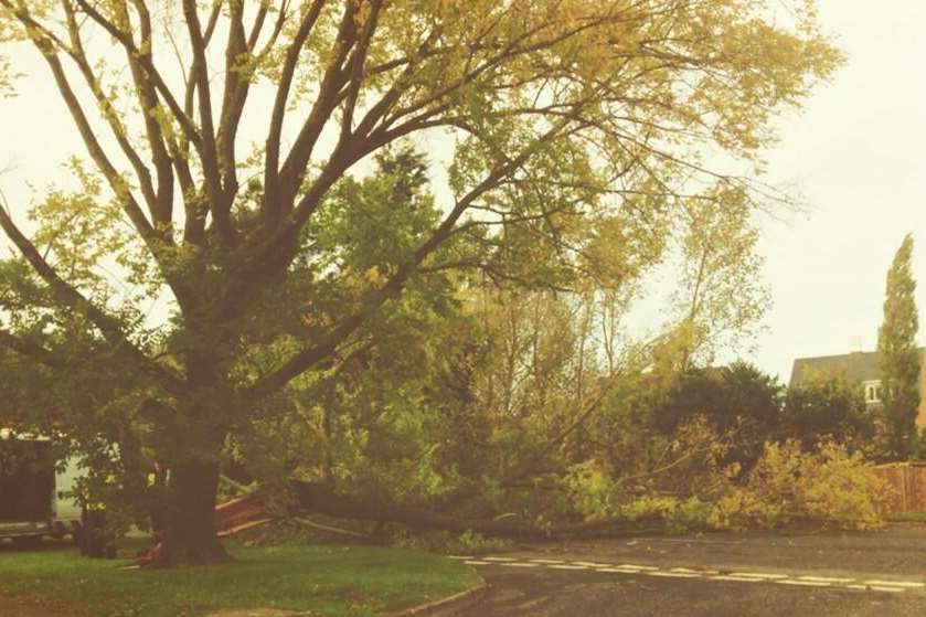 A large fallen tree blocks a road in Ashford. Picture: Kate Jarvis