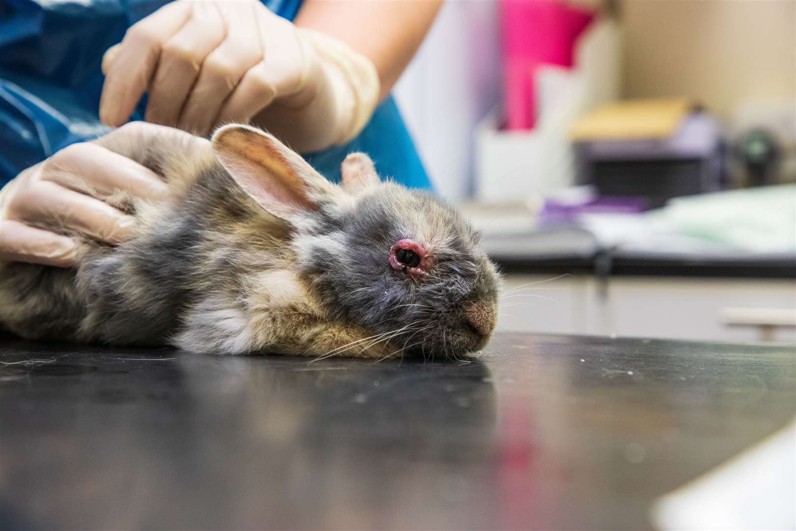 The RSPCA is raising awareness of vaccinating pet rabbits. Picture: RSPCA