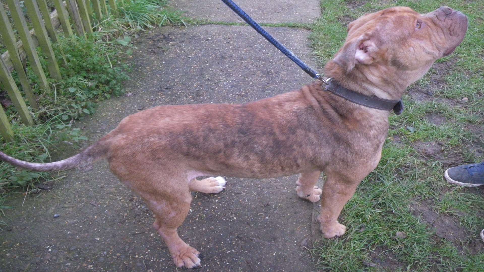 Rosie the mastiff had a severe skin condition