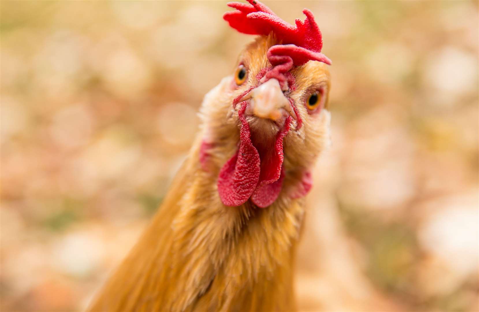 Noise from chickens, cockerels, pigeons were all recorded by councils. Image: iStock