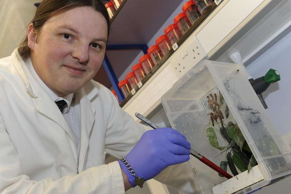 Stephen Trim inspects a Togo starburst tarantula