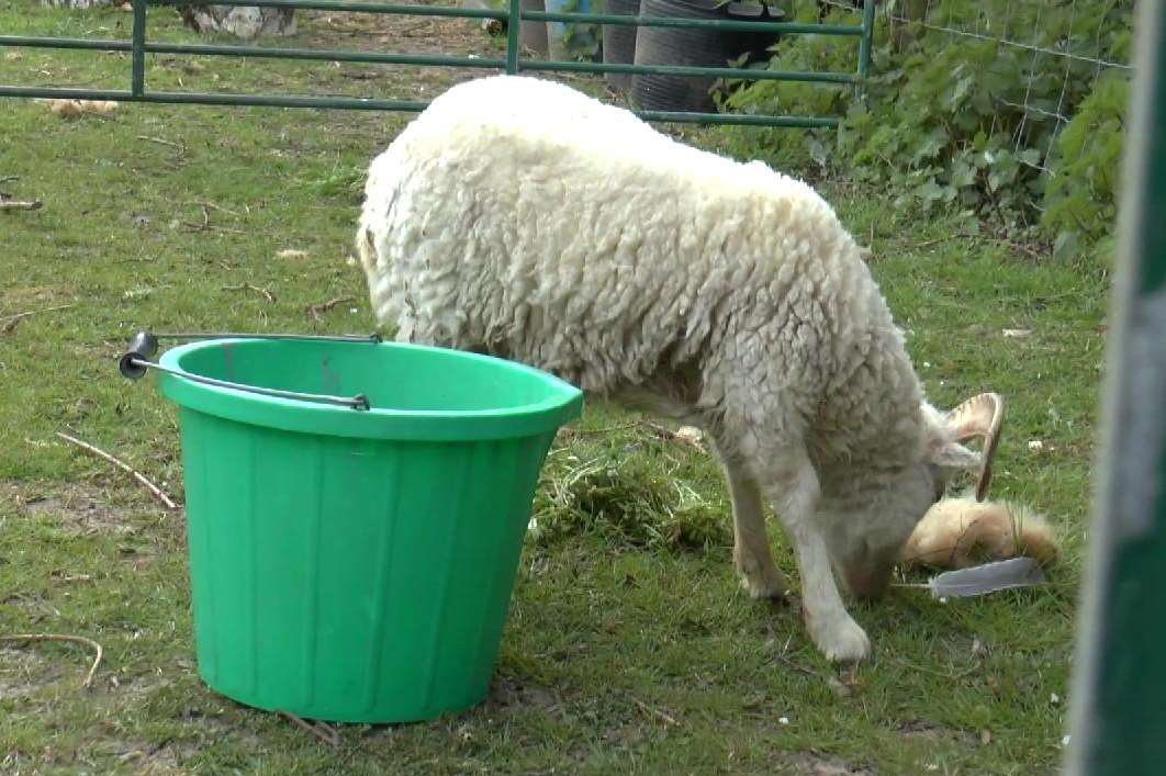 The male Ouessant isn't much bigger than the bucket he eats from!