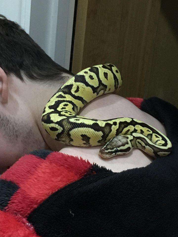 Ziggy the snake with her owner (3305730)