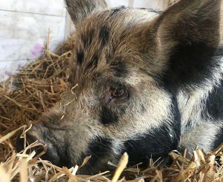 A campaign has been launched to save the life of Angel the pig