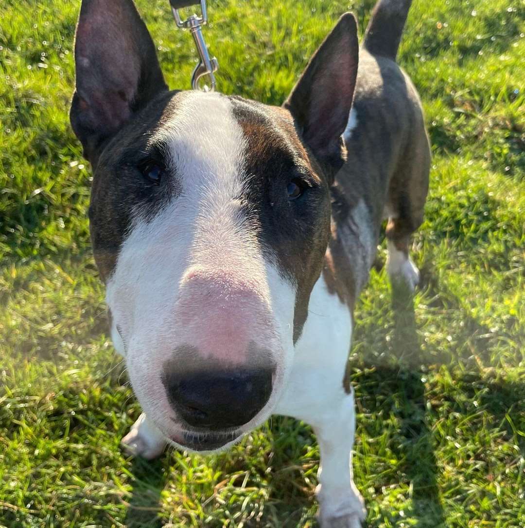 Reggie is looking for a foster home after he was diagnosed with cancer. Picture: RSPCA