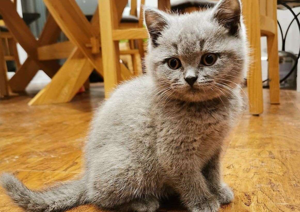 Rodney when he was a kitten