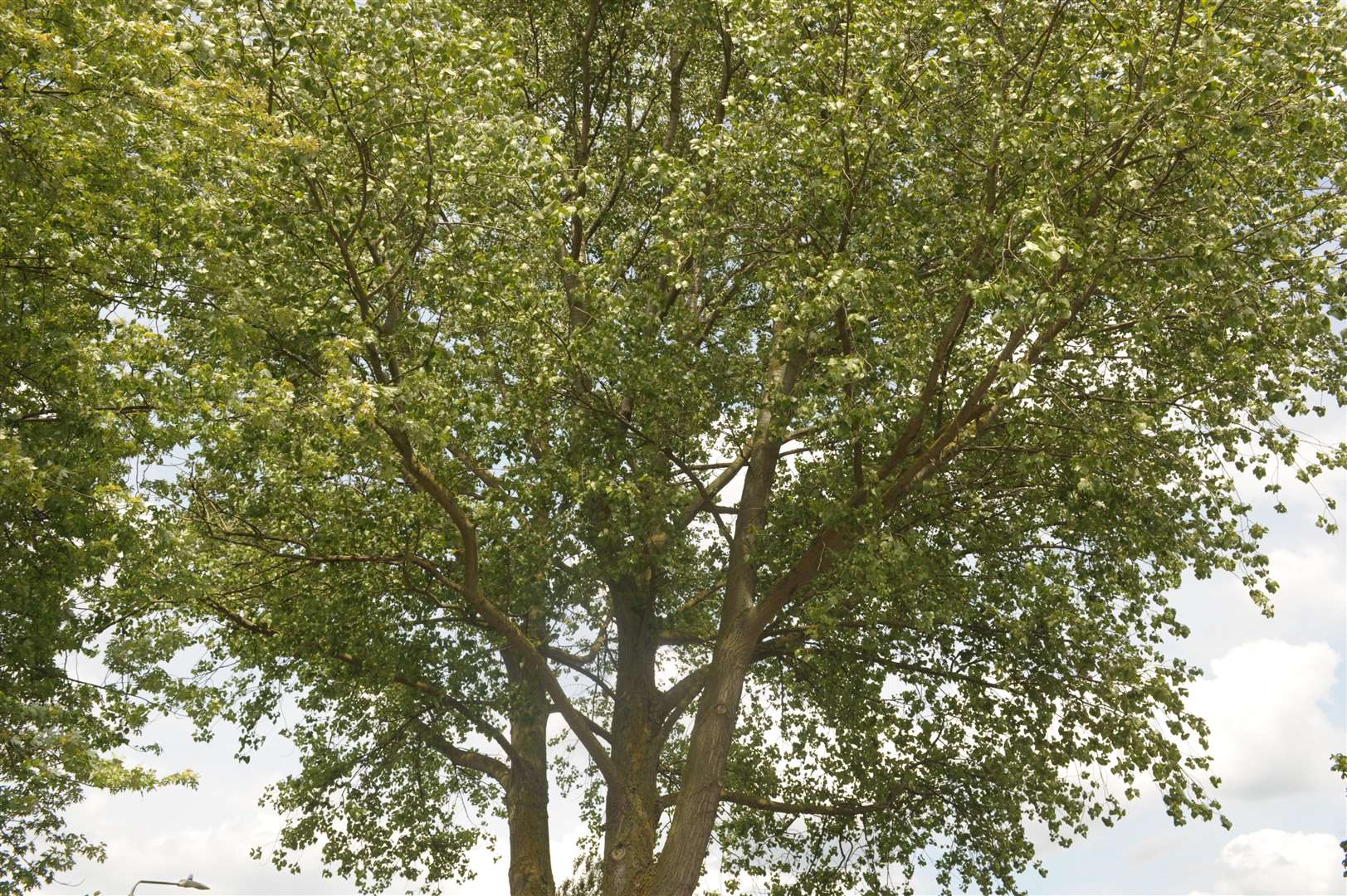 Grangeway Close, Northfleet..Sandra and Mick Madell are having tree problems..Picture: Steve Crispe. (2573907)