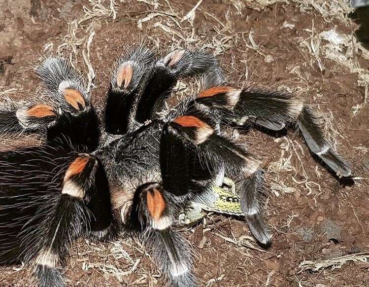 A brachypelma tarantula Picture: @TarantulaDan on Instagram