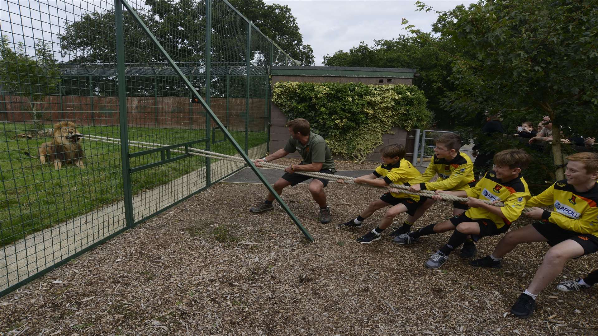 Big Cat Sanctuary managing director Giles Clark leads the tug of war with Foots Cray Lions against African lion Kasanga