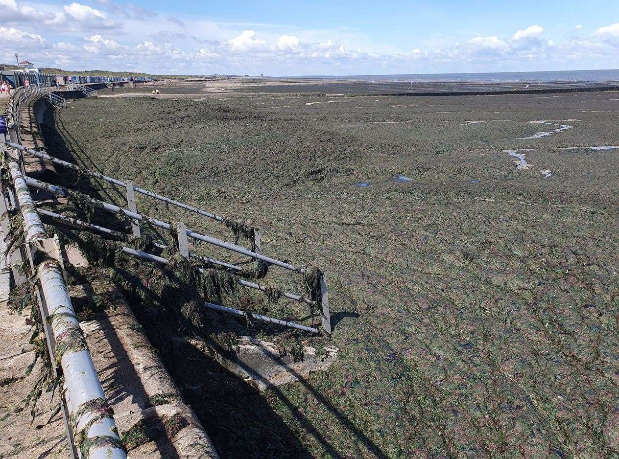 Beaches across Thanet including Minnis Bay, Birchington, has seen huge amounts of seaweed this year. Picture: Martin Clarke