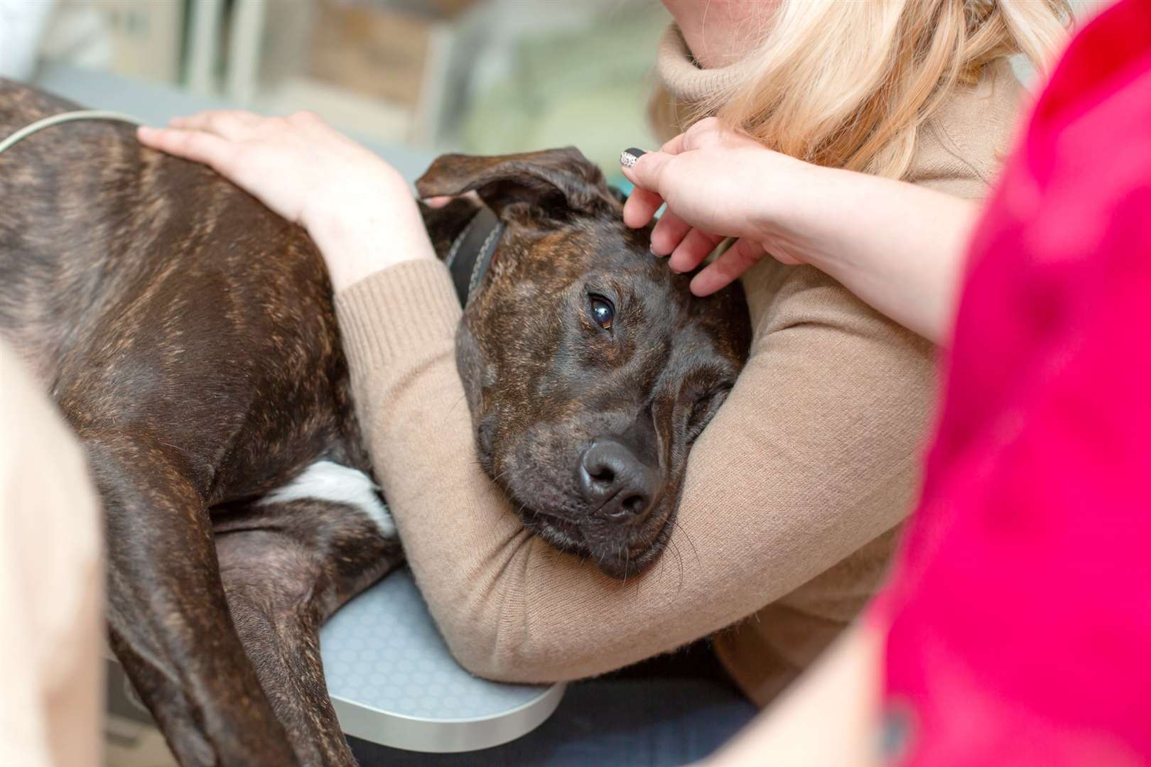 The RSPCA says it is concerned about reports that cash strapped owners may treat pets themselves. Photo: Stock image