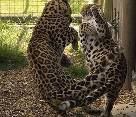 Artur and Xizi have been introduced and have stayed together ever since. Picture: Mark Edgerley