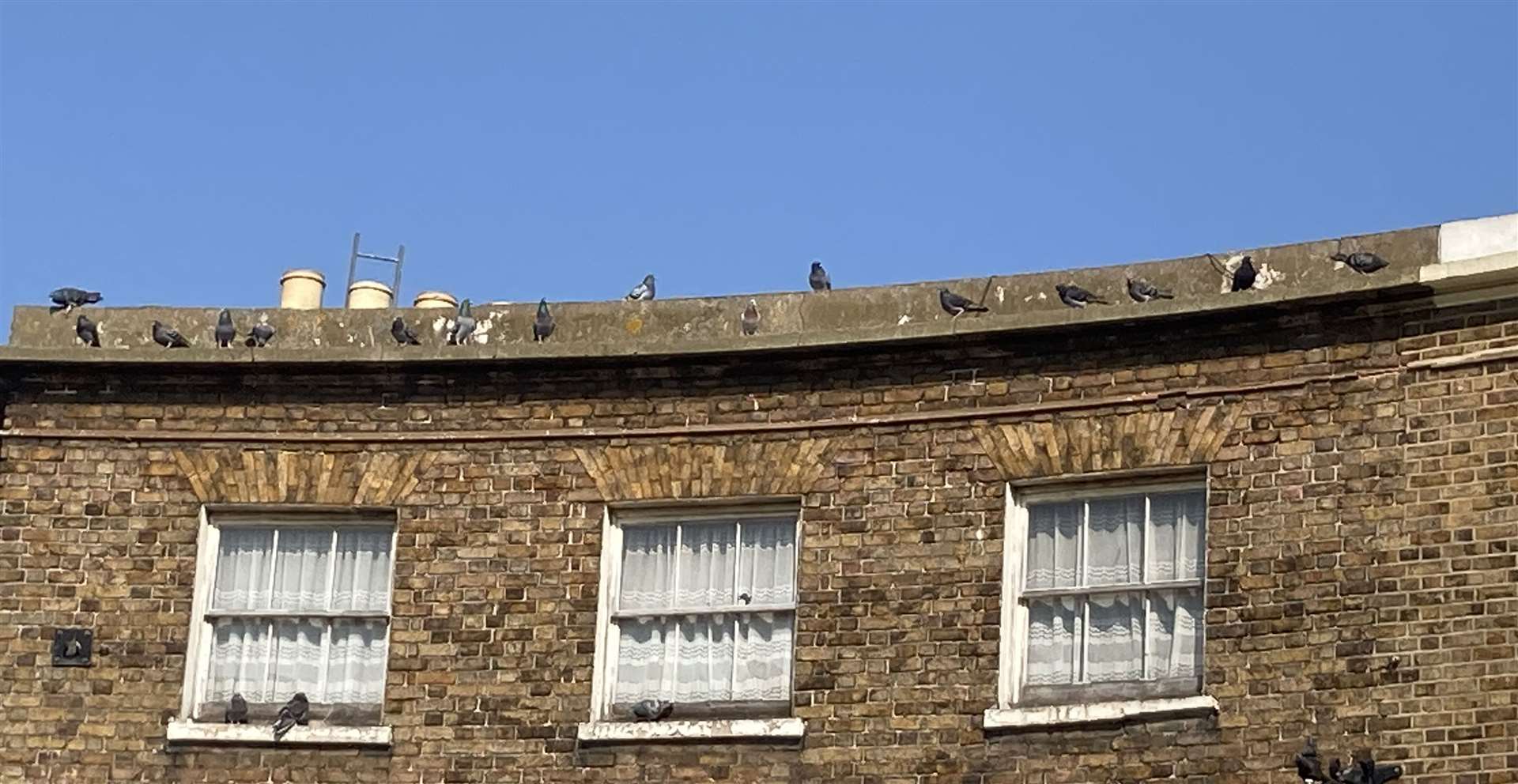 Pigeons waiting to be fed in Sheerness town centre