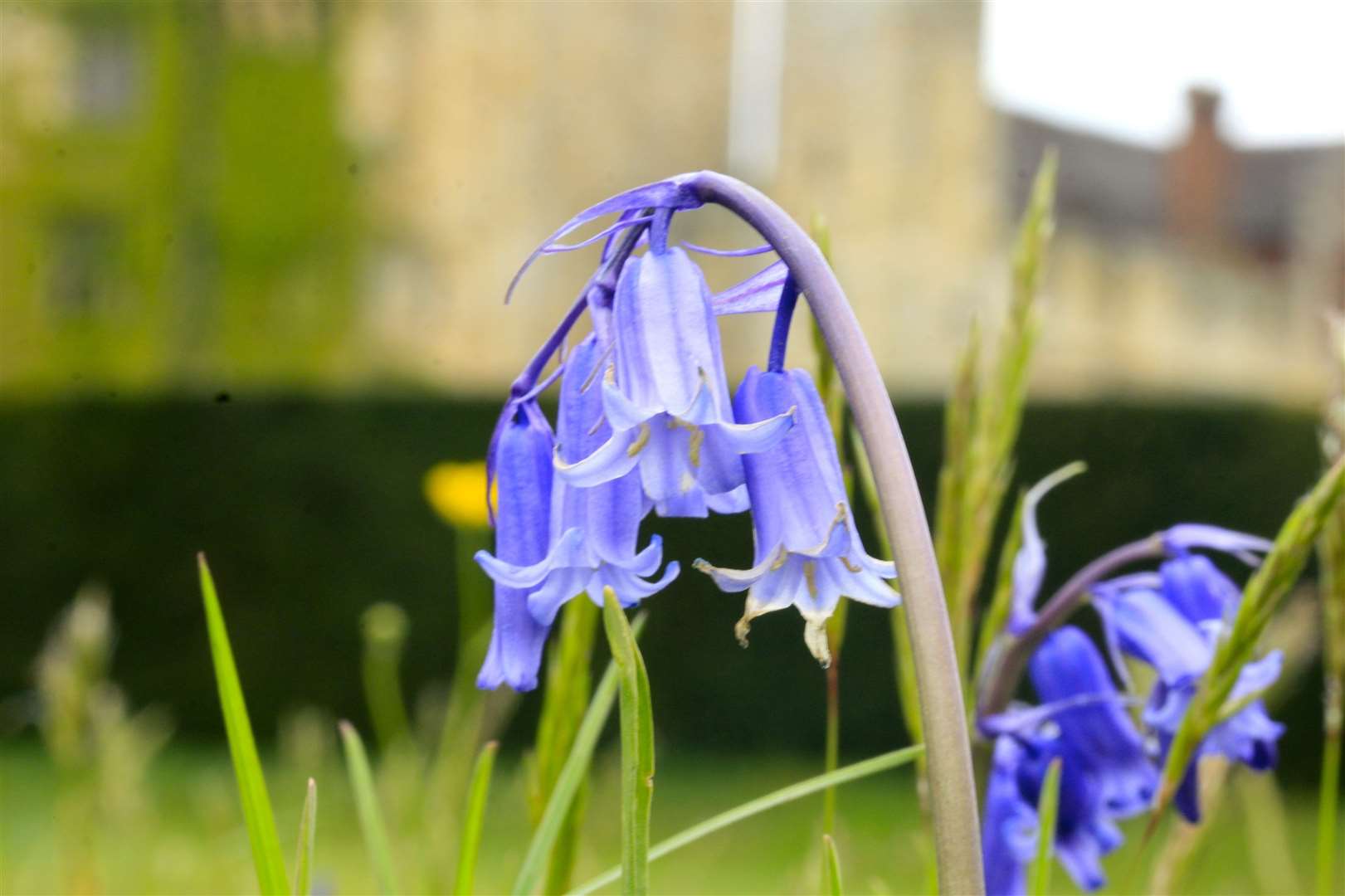 Bluebells in the woods at Hever Castle