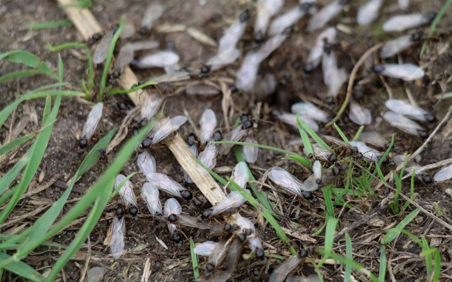 While known as ‘flying ant day’ in reality swarms will build over a few days. Image: iStock.