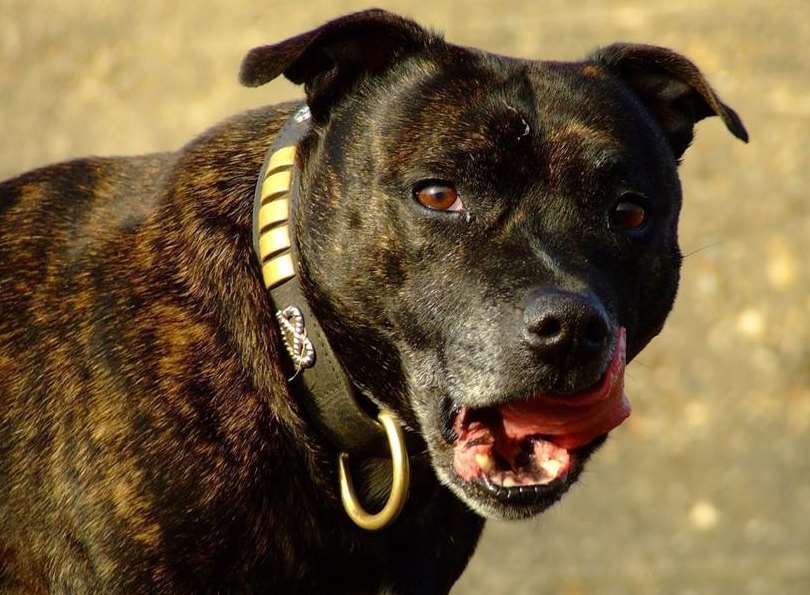 A Staffordshire bull terrier, similar to the one that attacked the dog owner. Stock image